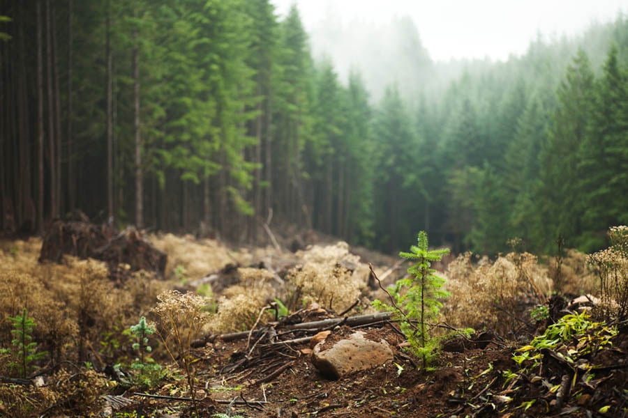 Silvacom Forest Management System Software